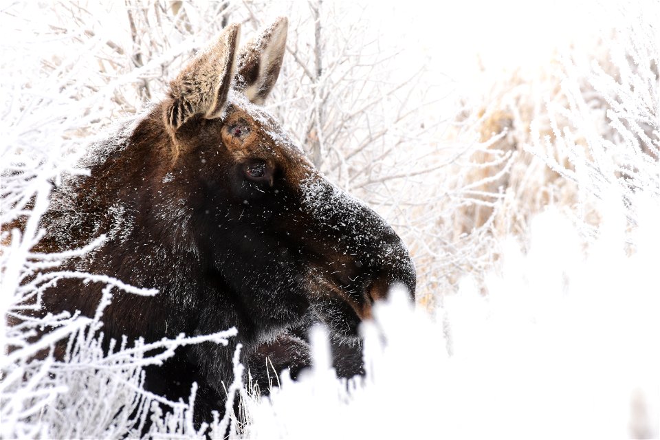 Moose at Seedskadee National Wildlife Refuge photo