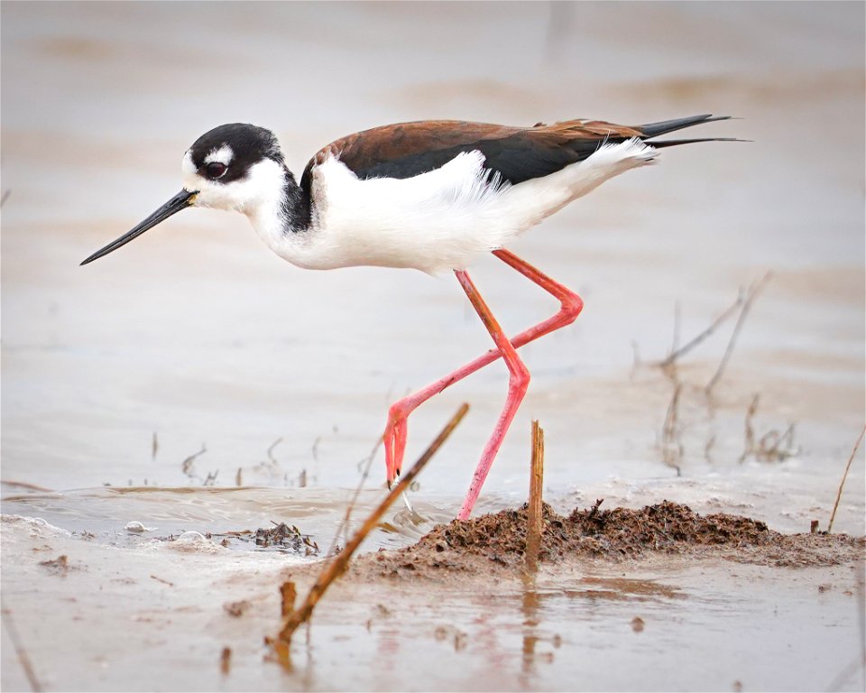 Black Necked-Stilt at Cosumnes River Preserve