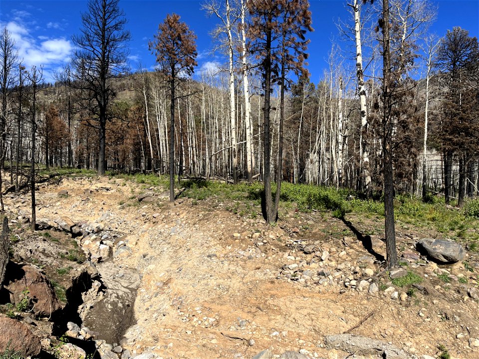 gully at Weatherford Canyon and aspen regeneration adjacent to Weatherford Trail