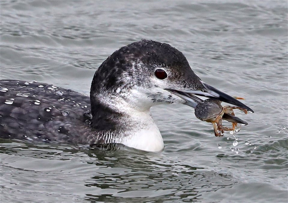 093 - COMMON LOON (10-23-2021) adult basic, crescent city harbor, del norte co, ca -05b