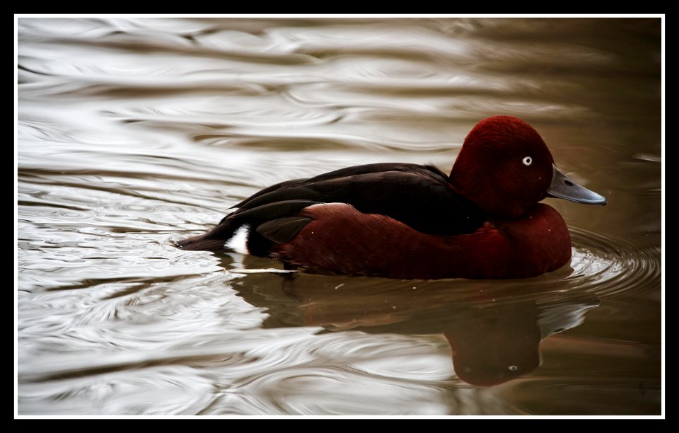 among the ducks