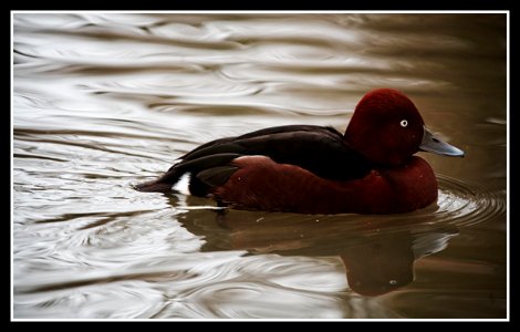 among the ducks photo