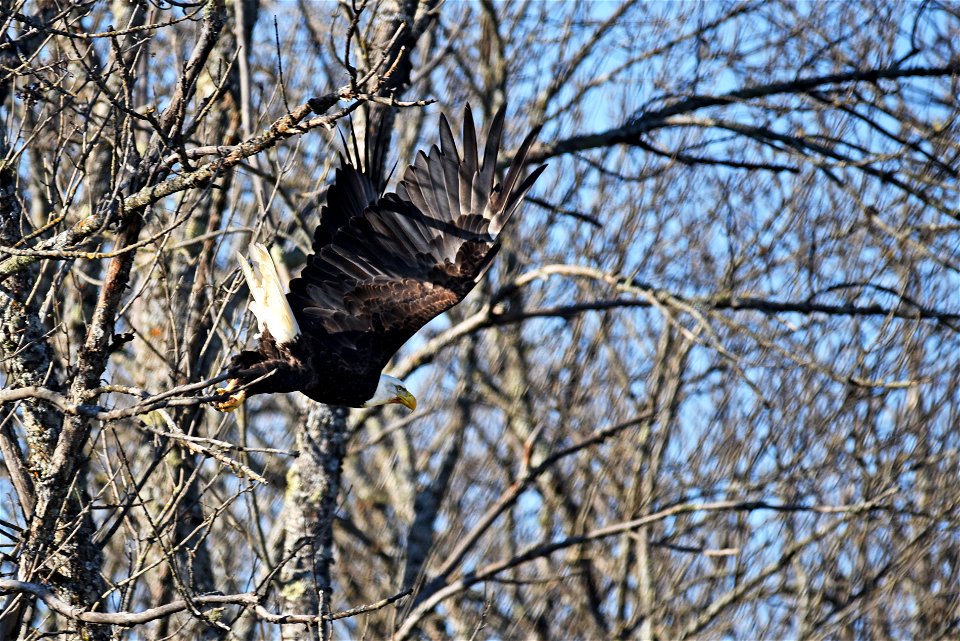 Bald eagle photo