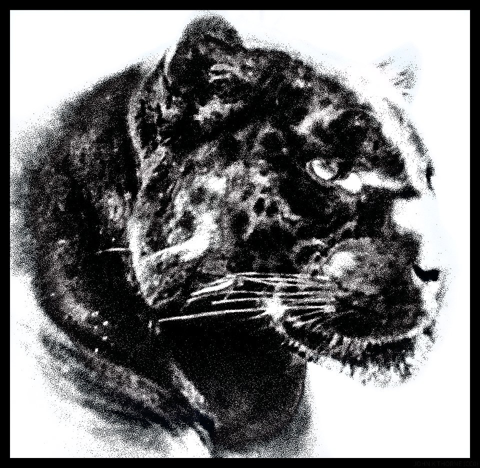 Panther