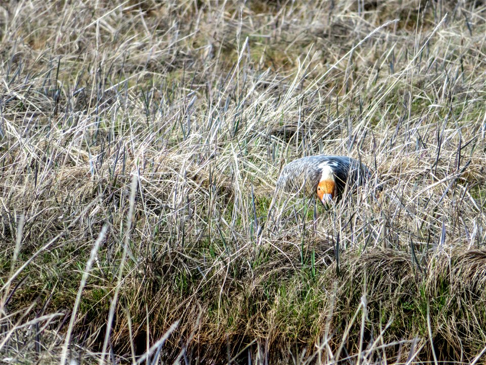 Emperor Goose Nesting photo