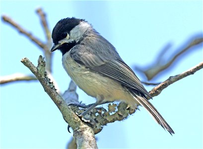 671 - CAROLINA CHICKADEE (05-16-2023) juvenile, carolina beach state park, new hanover co, nc (2)