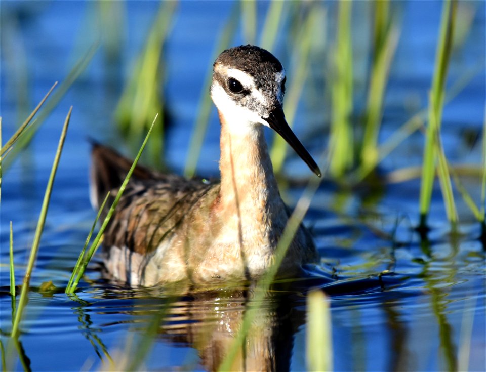 Wilson's phalarope at Seedskadee National Wildlife Refuge