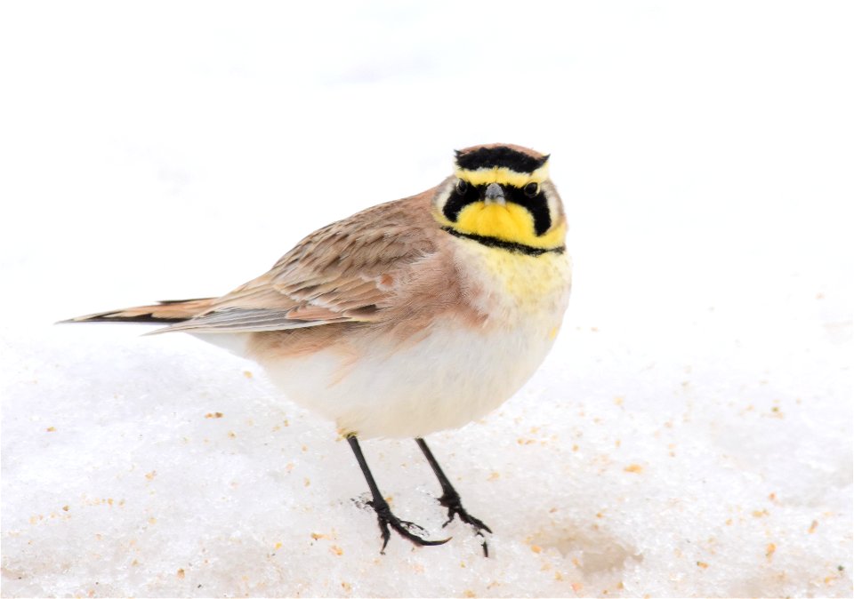 Horned Lark at Seedskadee National Wildlife Refuge
