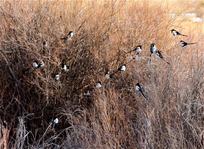 A mischief of magpies photo