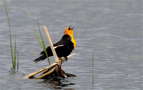 Yellow-headed Blackbird Huron Wetland Management District South Dakota photo