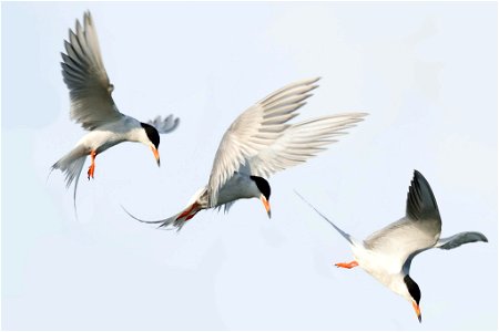 Tern diving- D. Lantz/USFWS