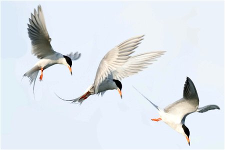 Tern diving- D. Lantz/USFWS photo