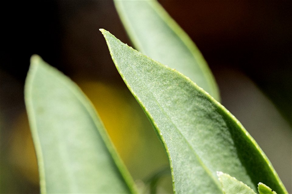 Mertensia arizonica var. leonardii