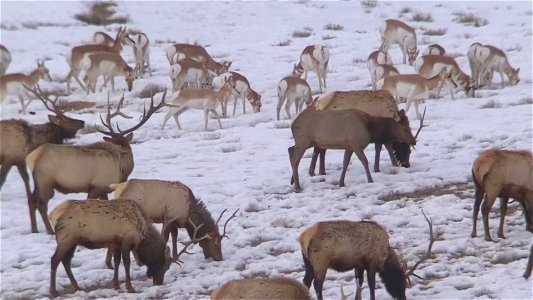 Digi-scoping on the National Elk Refuge photo