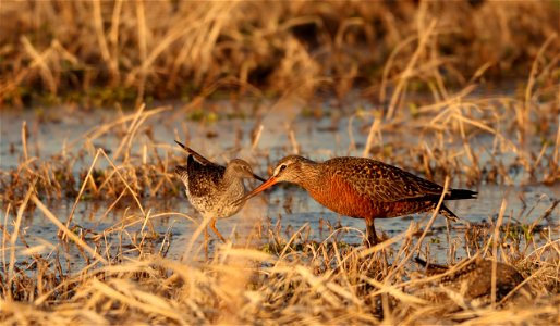 Hudsonian Godwit and Greater Yellow legs, Huron Wetland Management District photo