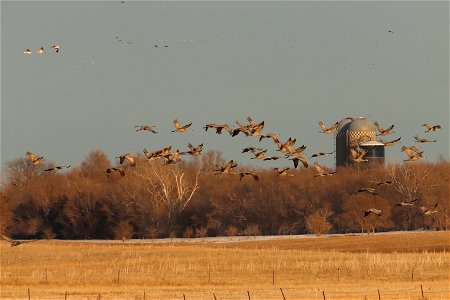 Spring Migration of Sandhill Cranes and Waterfowl Huron Wetland Management District
