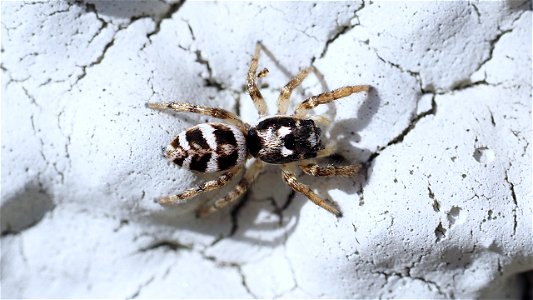 Salticus scenicus (Zebraspringspinne), Jungtier