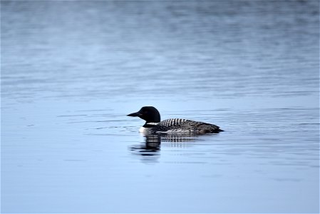 Common loon photo