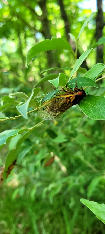Brood X cicadas in Ohio