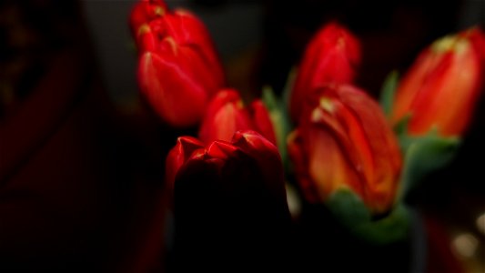 tulips_lalele-2023_0220_083149