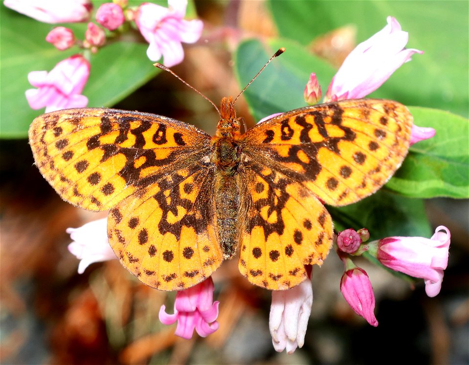 FRITILLARY, PACIFIC (Boloria epithore) (6-28-2021) 4000 ft, mile 8.1 of jawbone road, smith river nat rec area, del norte co, ca -01