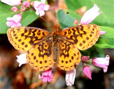 FRITILLARY, PACIFIC (Boloria epithore) (6-28-2021) 4000 ft, mile 8.1 of jawbone road, smith river nat rec area, del norte co, ca -01