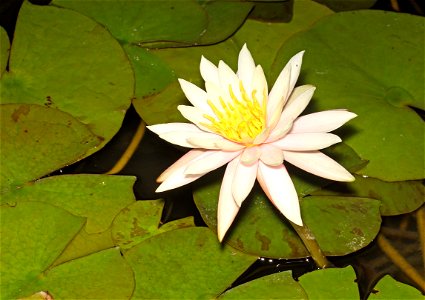 WATER LILY (12-03-2022) nat butterfly center, hidalgo co, tx -01 - Copy