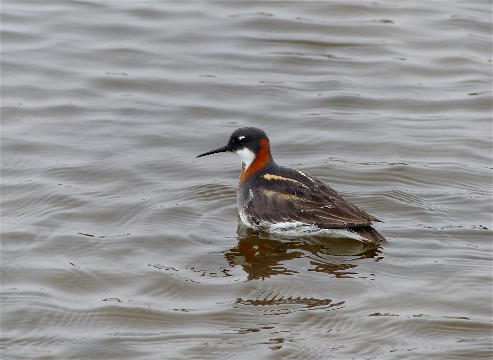 Red-necked Phalarope photo