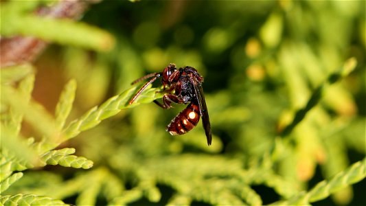 Nomada alboguttata