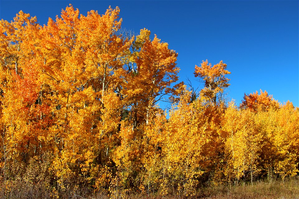 Orange and Blue
