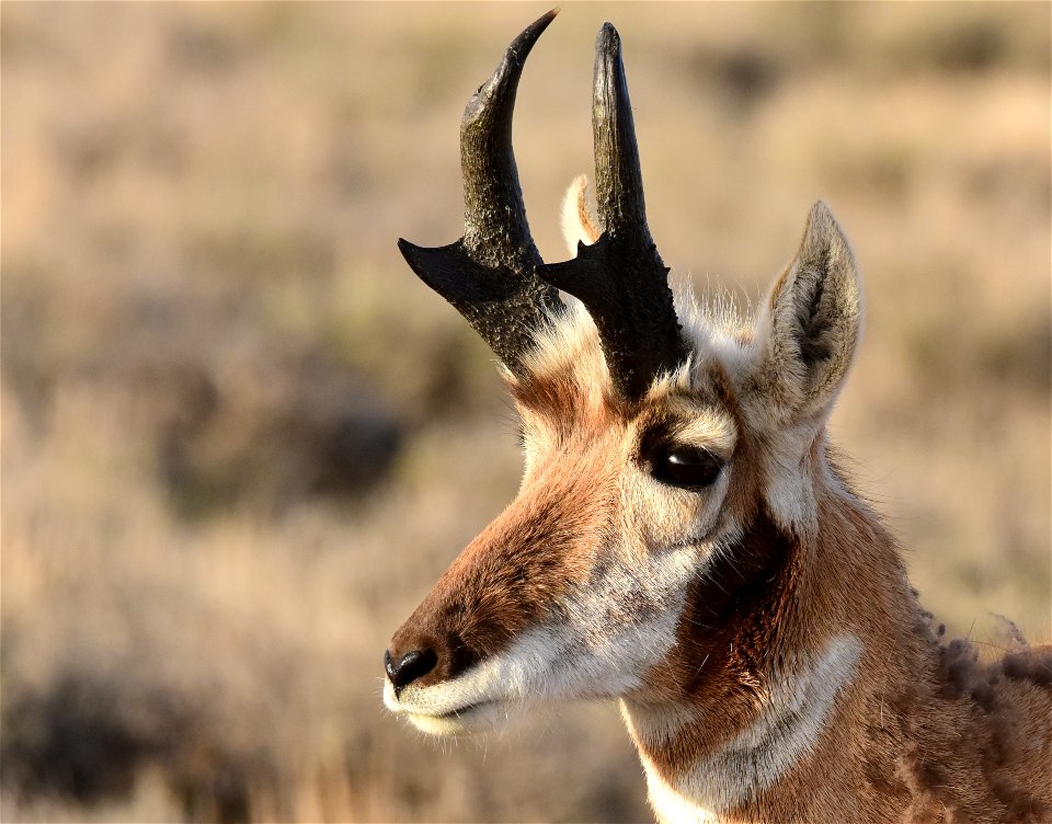 Pronghorn at Seedskadee National Wildlife Refuge