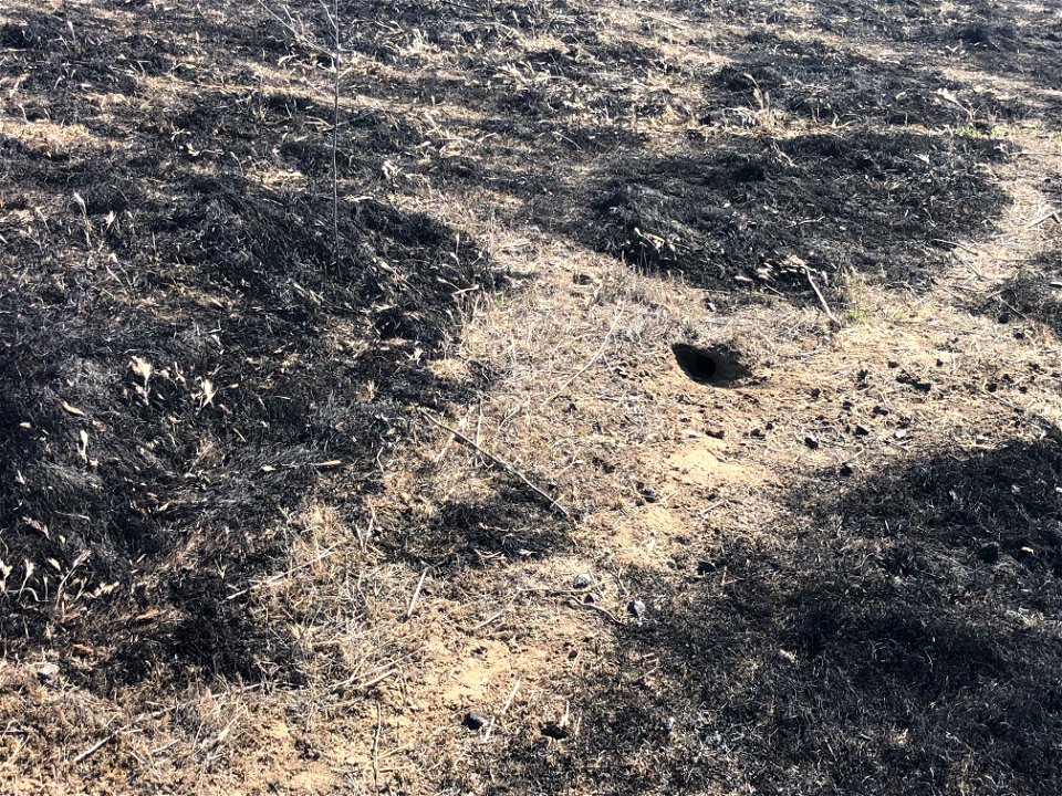 Burrow of Stephen's Kangaroo Rat at Lake Mathews