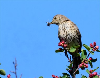 Sage thrasher at Seedskadee National Wildlife Refuge
