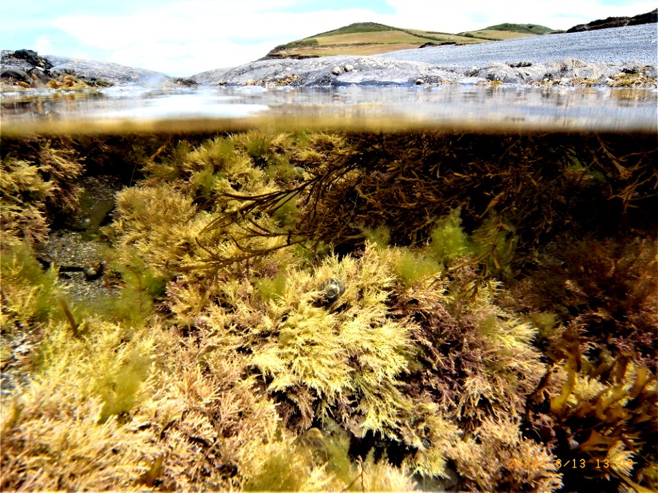 Rockpools, Greencliff, Abbotsham Cliffs , Westward Ho! North Devon. 13th June 2022