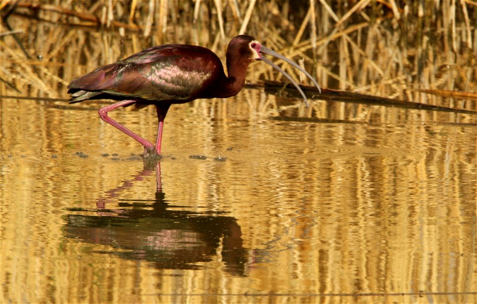 White-Faced Ibis Bear River Migratory Bird Refuge