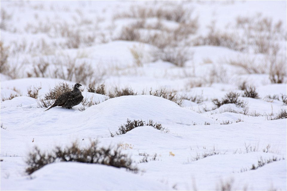 Greater sage-grouse on Seedskadee National Wildlife Refuge