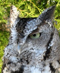 Screech Owl Close-up photo