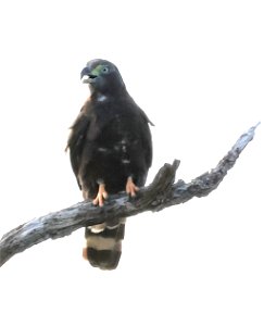206 - HOOK-BILLED KITE (01-12-2023) bentsen rio grande state park, palmview, hidalgo co, tx -05