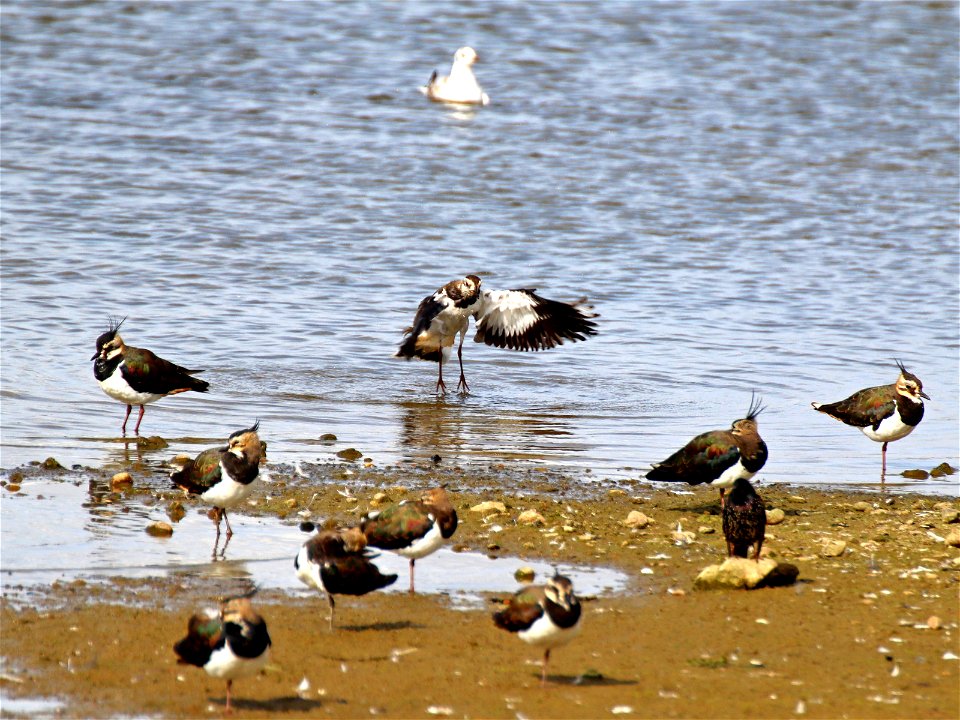 Landing Lapwing photo