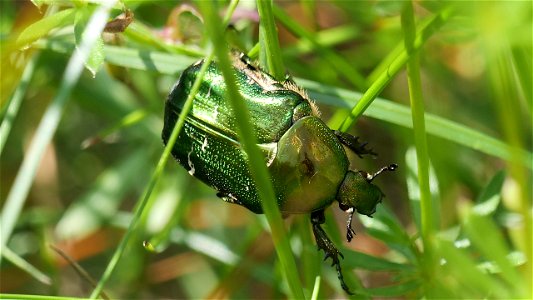 Cetonia aurata vs. Protaetia cuprea (Rosenkäfer)