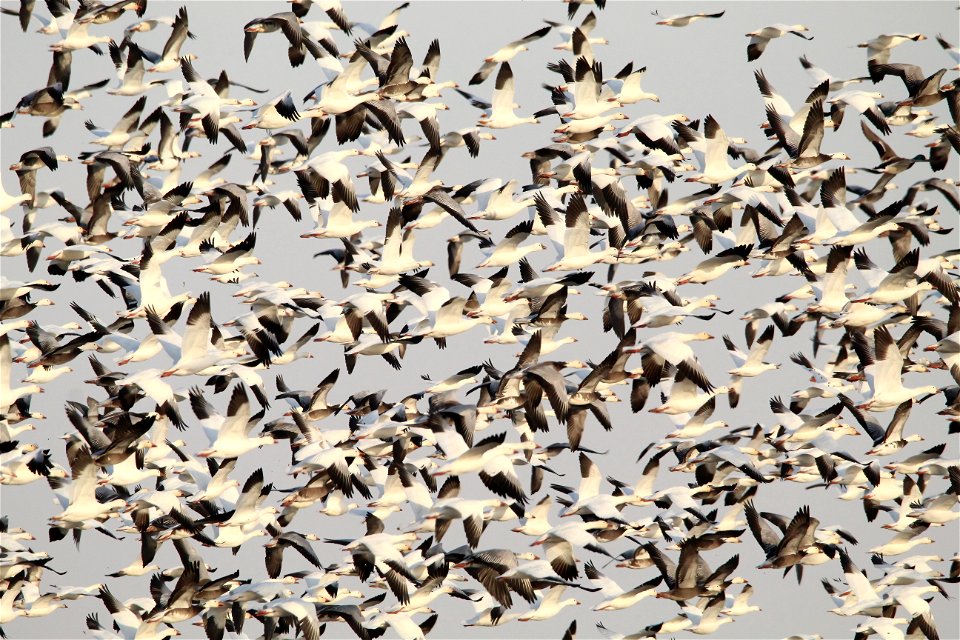 Light Goose Migration at the Huron Wetland Management District South Dakota