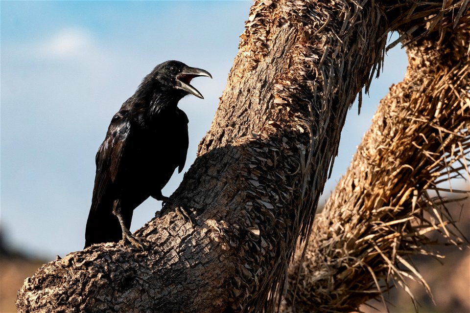 Ravens on Joshua trees photo