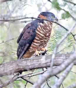 206 - HOOK-BILLED KITE (12-20-2022) bentsen rio grande state park, palmview, hidalgo co, tx -01