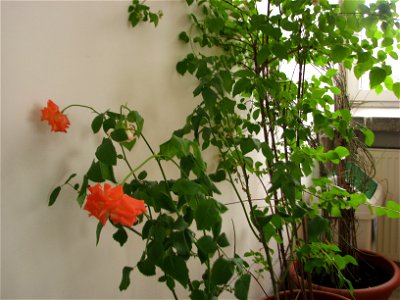 minitrandaf_fab2011_0302_132443