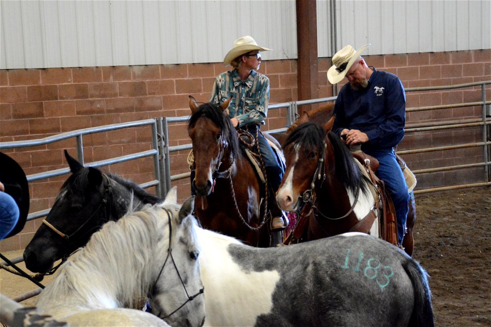 Northern Utah Wild Horse & Burro Festival - 2022 photo