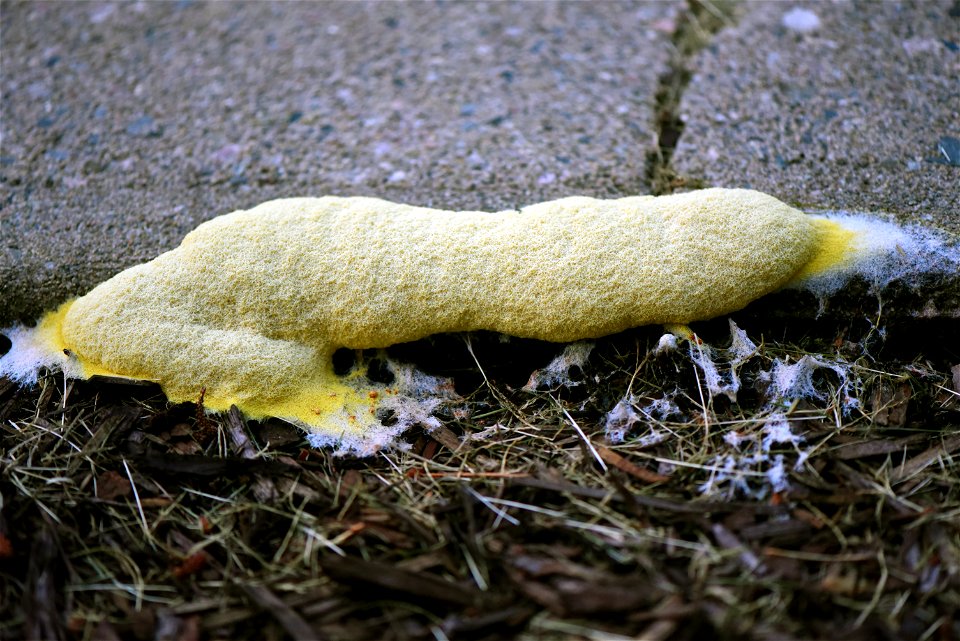 Dog vomit slime mold