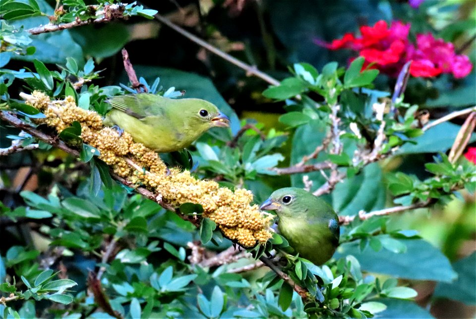 Painted Buntings