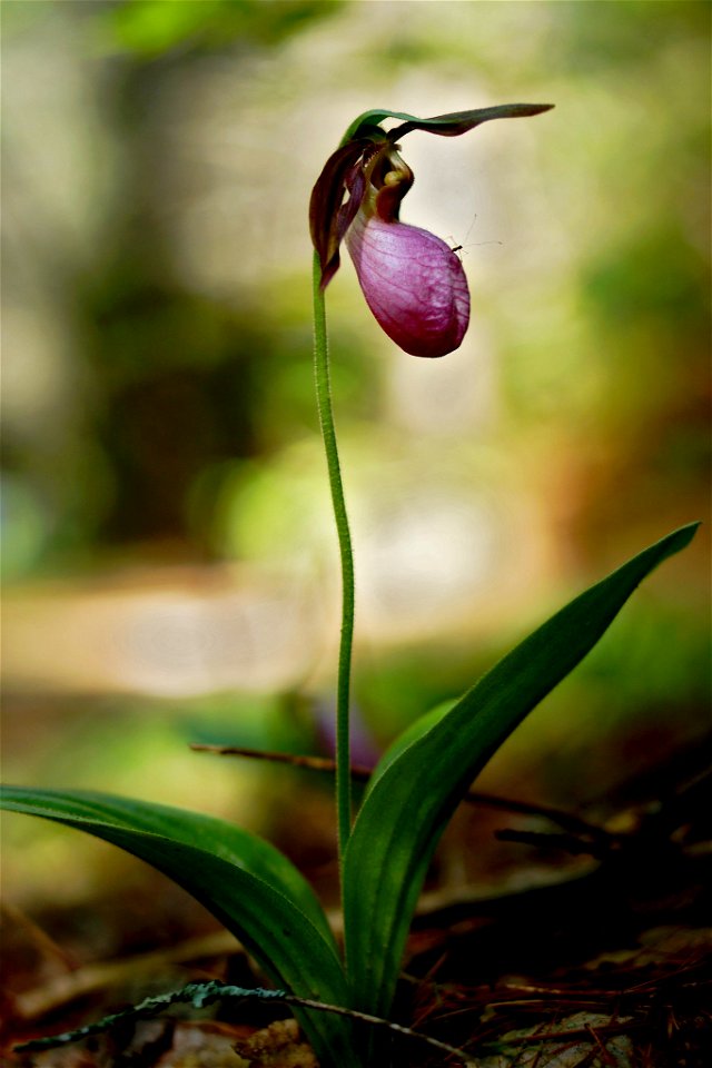 Pink Lady's Slipper photo