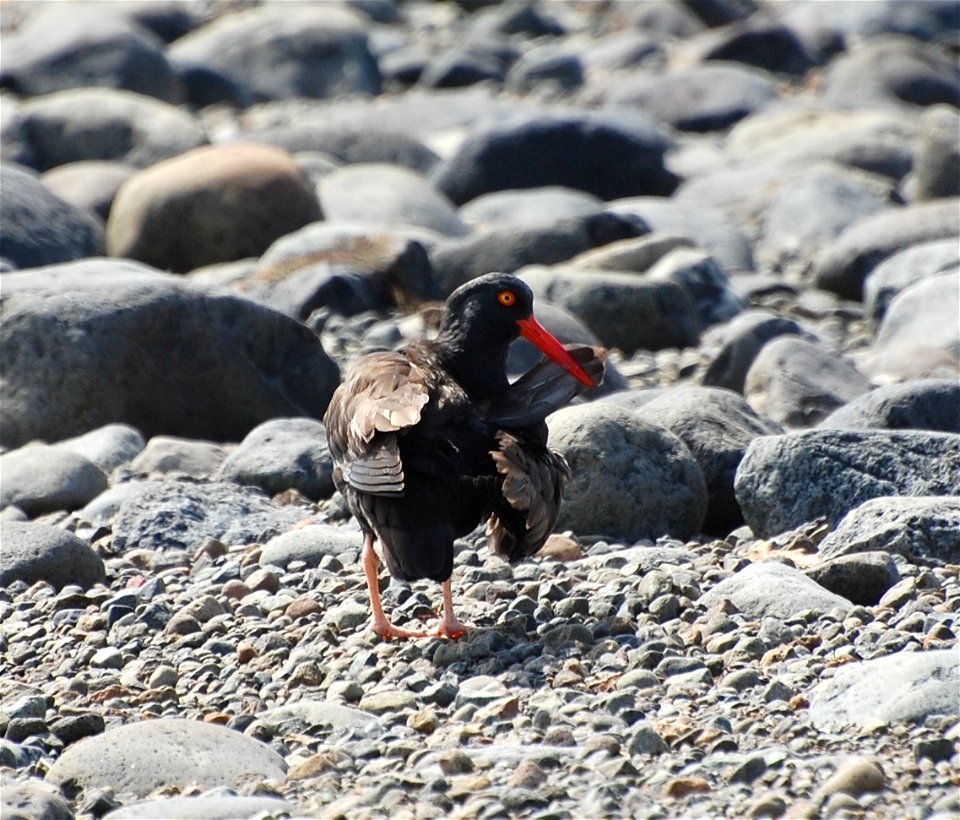 Black Oystercatcher