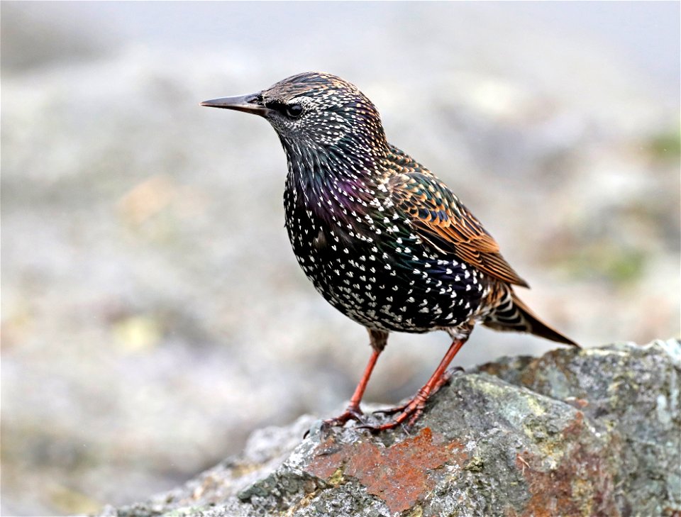 772 - EUROPEAN STARLING (10-29-2021) cresent city, del norte co, ca -01